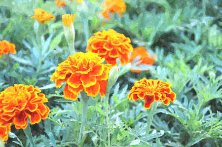french marigold targets patula , watercolor paintingの写真素材