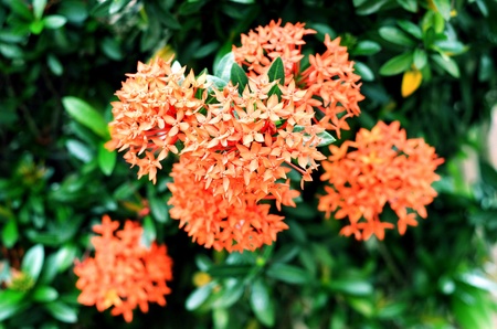 red  ixora coccinea in gardenの写真素材