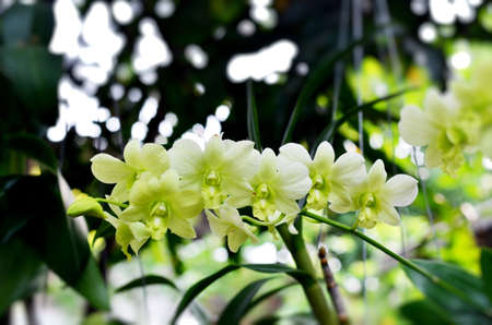 Nuevo green dendrobium orchids in gardenの写真素材
