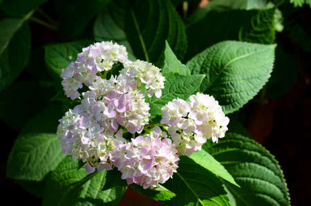 pink flower hydrangea macrophylla shrubs in garden