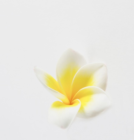 plumeria flowers on white and free space for textの写真素材