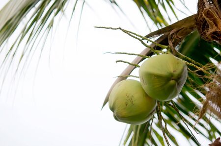 Clusters of coconut fruits hanging on palm treeの写真素材