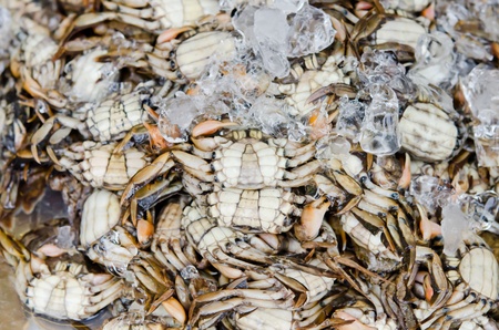 crabs in ice for sale in market of thailandの写真素材