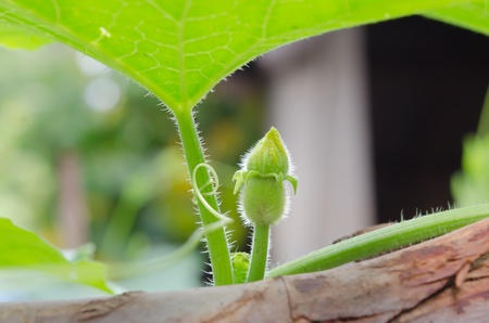 fresh bud  pumpkin flowers  with green leavesの写真素材