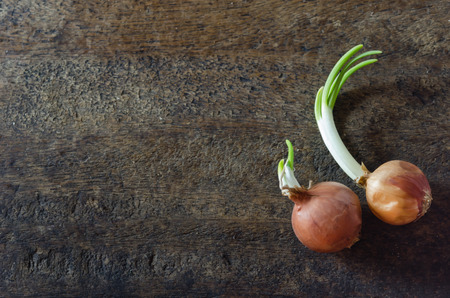 Onion with fresh green sprout on a wooden boardの写真素材