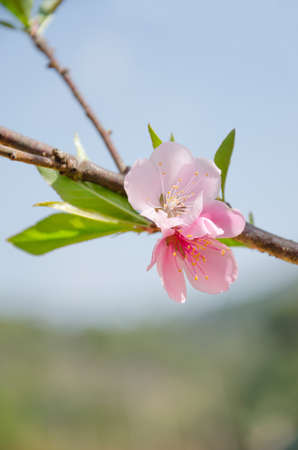 Beautiful pink  blossom flower at green gardenの写真素材