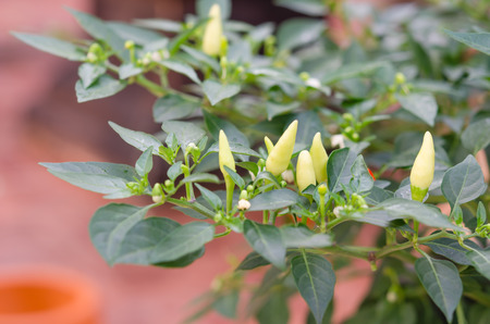 close up cayenne pepper grow on tree , green chili