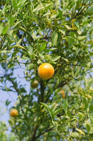 branch orange tree fruits  with green leaves  in sunlightの写真素材