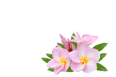 Frangipani, Pumeria, Frangipanni, isolated on white backgroundの写真素材