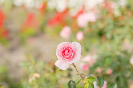 close up pink rose flowers in a gardenの写真素材