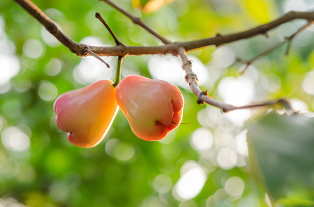 Rose apples or chomphu on tree in orchardの写真素材