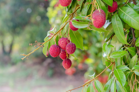 fresh lychee on tree in lychee orchardの写真素材