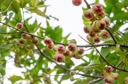 Rose apples or chomphu on tree in orchardの写真素材