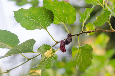 fresh mulberry fruits with leaves in garden