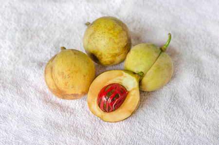 Nutmeg (Myristica fragrans Houtt.), Thailand herbs with medicinal propertiesの写真素材