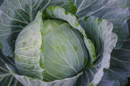close-up of fresh cabbage in the vegetable gardenの写真素材