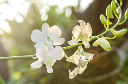 beautiful white  orchid flower  in green gardenの写真素材
