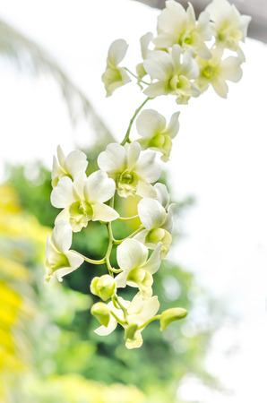 beautiful white  orchid flower  in green gardenの写真素材