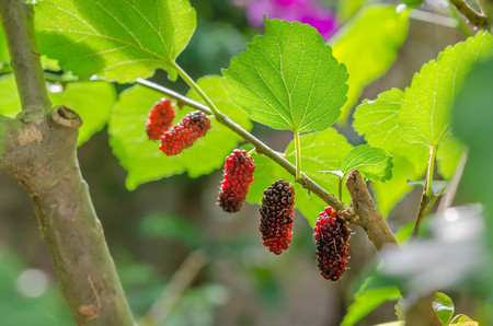 ripe mulberries in the green foliageの写真素材