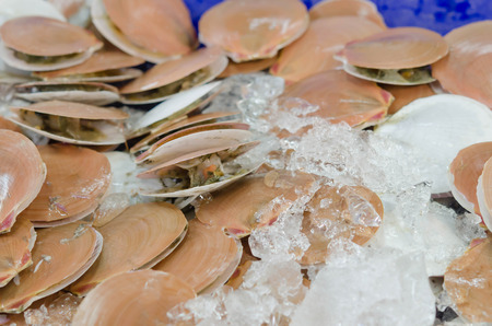 Scallops in shell for sale at local marketの写真素材