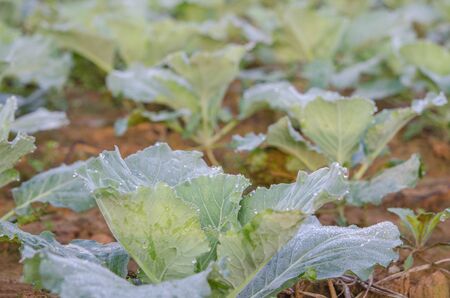 close-up of fresh cabbage in the vegetable garden