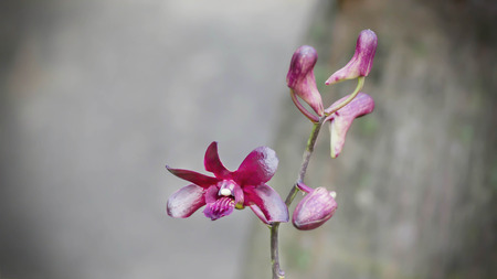 close up of dark pirple orchid in nature