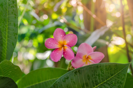 frsh pink frangipani  flower with leaves in gardenの写真素材