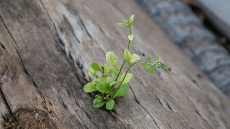 plant grows in old wood and symbolizes struggle and restartの写真素材