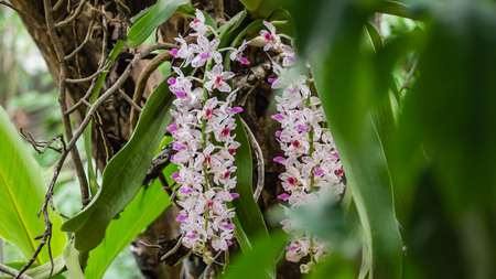 pink orchid -  Rhynchostylis gigantea blooming on gardenの写真素材