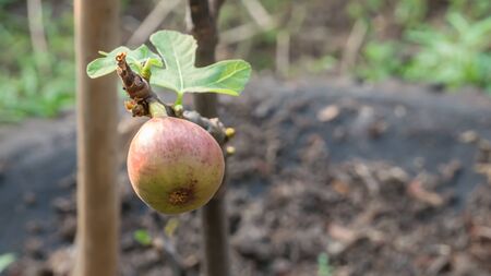 Figs on the branch of a fig tree