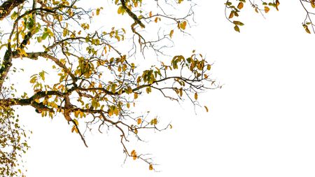 The tree leaf isolated on white backgroundの写真素材