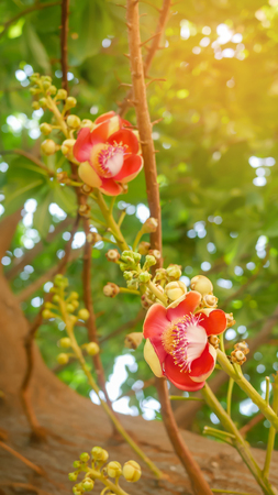 flower from the unusual cannonball tree (Couroupita guianensis)の写真素材