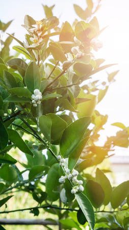 lime flower with green leaves on tree  .Citrus Bloomingの写真素材