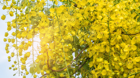 close up of Golden Shower Tree (Cassia fistula)の写真素材