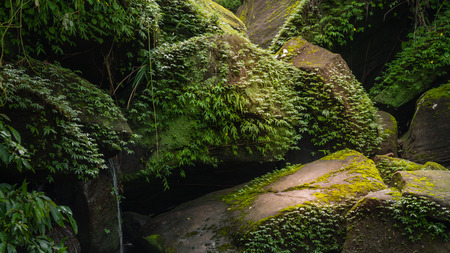 Stream in the tropical forest . Cascade falls over mossy rocksの写真素材