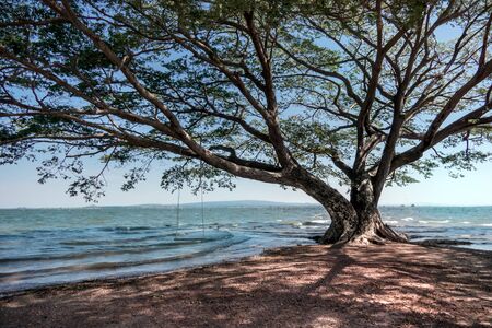 Big tree and seascape background with blue sky , A beautiful natureの写真素材