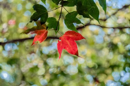 Beautiful green and red maple leaves on tree in park