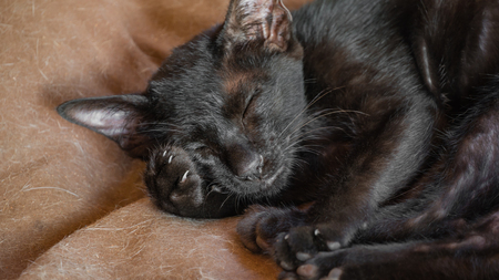 homeless little black kitten sleeps on old fabricの写真素材
