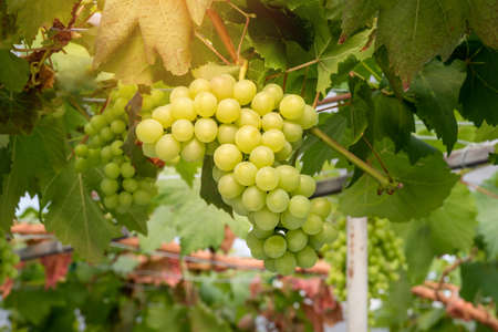 Bunches of Fresh Grapes Hanging from the vineyardの写真素材