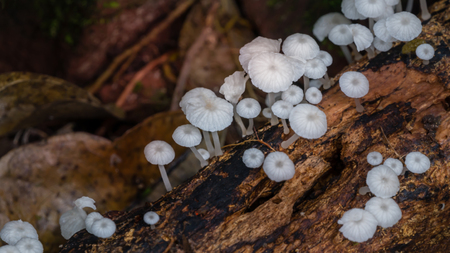 Close up  shot of mushrooms in the forestの写真素材