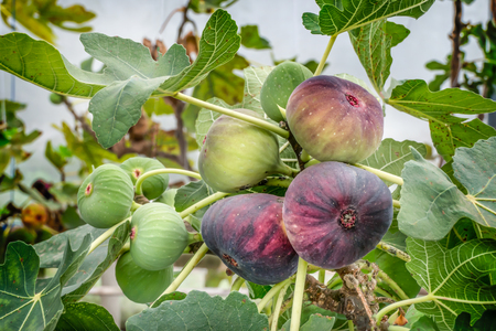Fresh Figs fruit  hanging on the branch of treeの写真素材