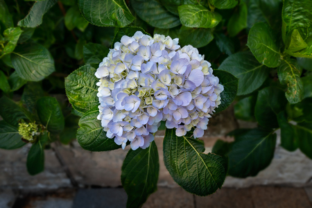 Close up of beautiful blue hydrangea or hortensia flower blooming in spring gardenの写真素材