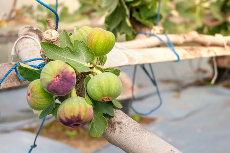Fresh Figs fruit  hanging on the branch of treeの写真素材