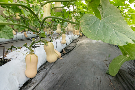 Butternut squash  hanging on the tree  and growing in the green gardenの写真素材