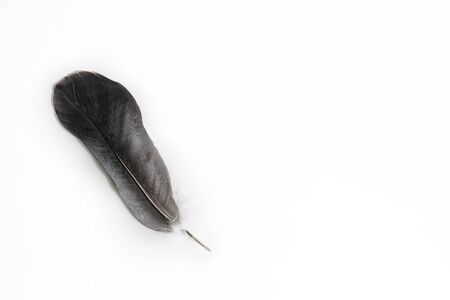 Beautiful dark grey feather  on white backgroundの写真素材