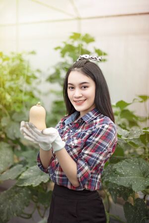 Asian pretty woman in a greenhouse with butternut squash, harvesting fresh vegetablesの写真素材