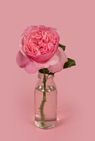 Beautiful single pink rose flower in glass vase with water on pink backgroundの写真素材