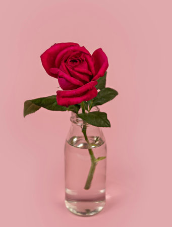Beautiful single rose flower in glass vase with water on pink backgroundの写真素材