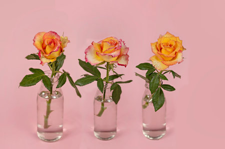 fresh roses flower in glass vase with water on pink backgroundの写真素材