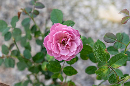 Close up of beautiful fresh  rose flower in green gardenの写真素材